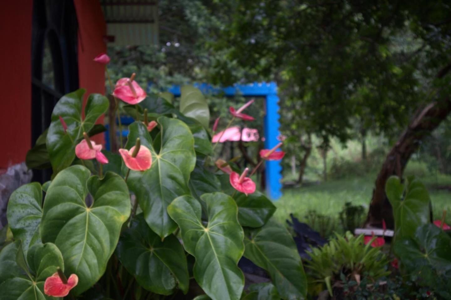 Brisas Del Rio Salento Guest House Exterior photo